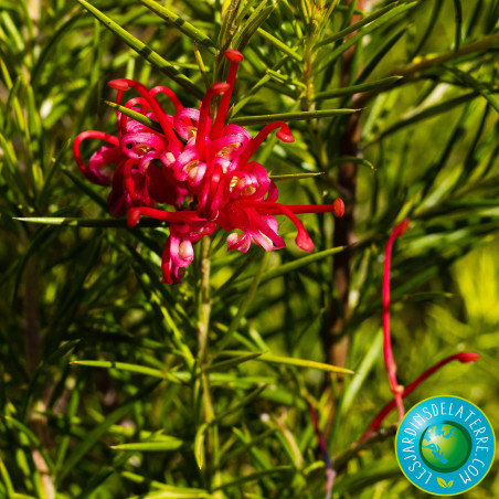 Grevillier à feuilles de genévrier - Grevillea juniperina
