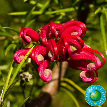 Grevillier à feuilles de genévrier - Grevillea juniperina