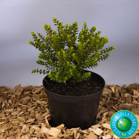 Véronique arbustive - Hebe x 'Wiri cloud'