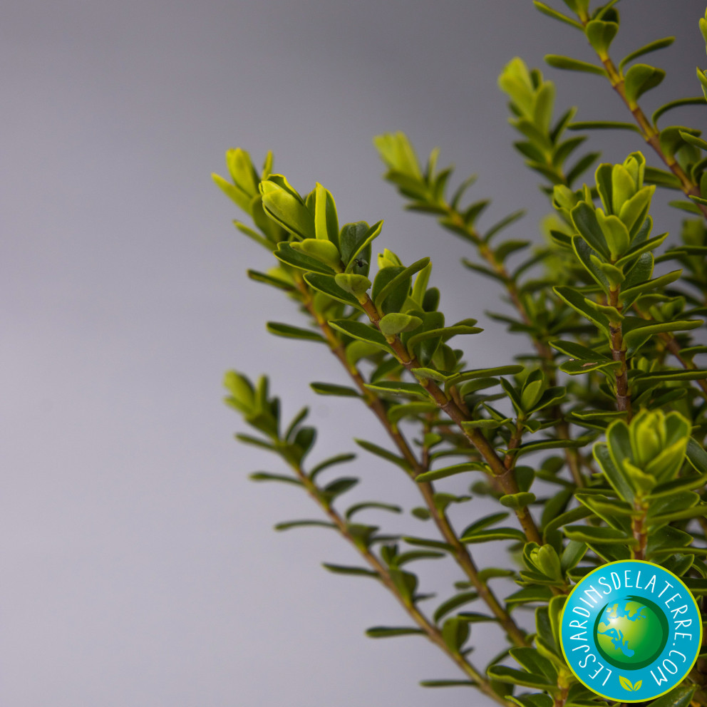 Véronique arbustive - Hebe x 'Wiri... Véronique arbustive - Hebe x 'Wiri...