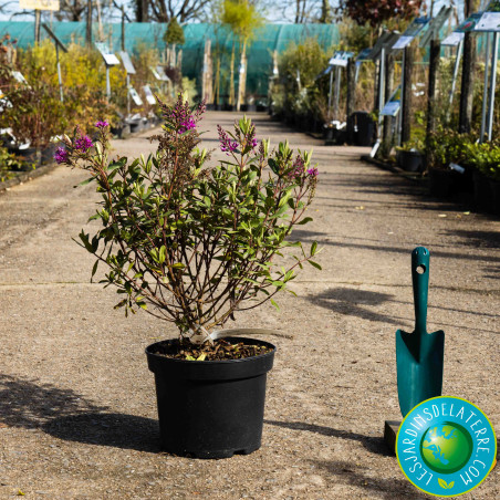 Véronique arbustive - Hebe x 'Wiri charm'