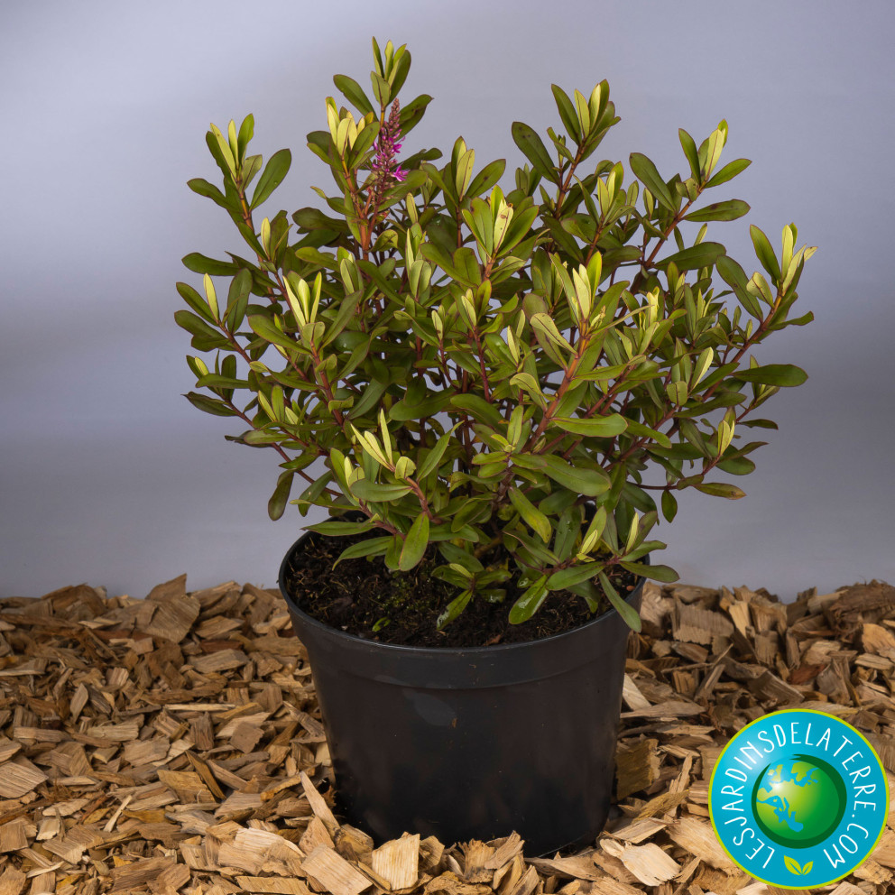 Véronique arbustive - Hebe x 'Wiri...