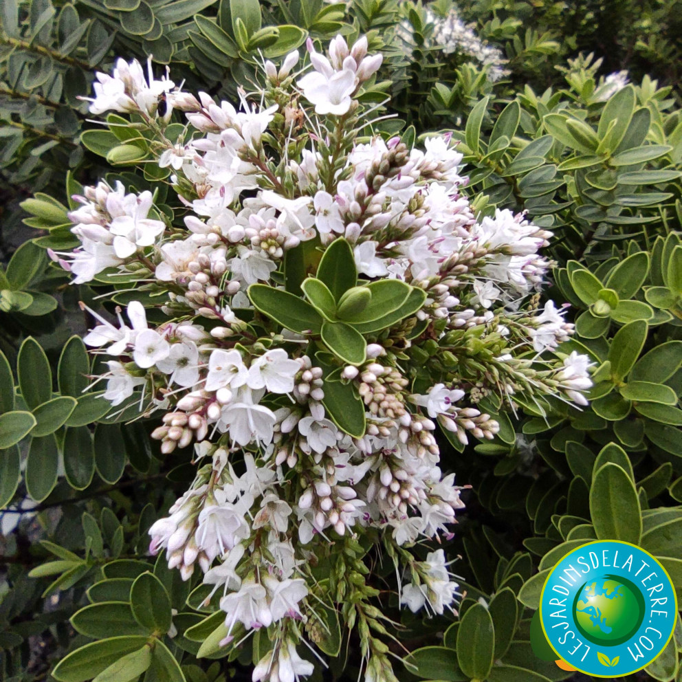 Véronique arbustive - Hebe colensoi 'Glauca’