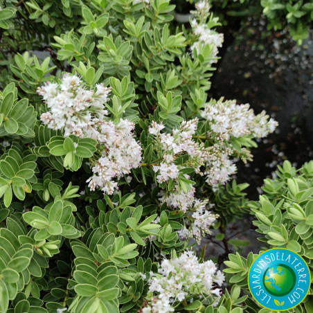Véronique arbustive - Hebe colensoi 'Glauca’