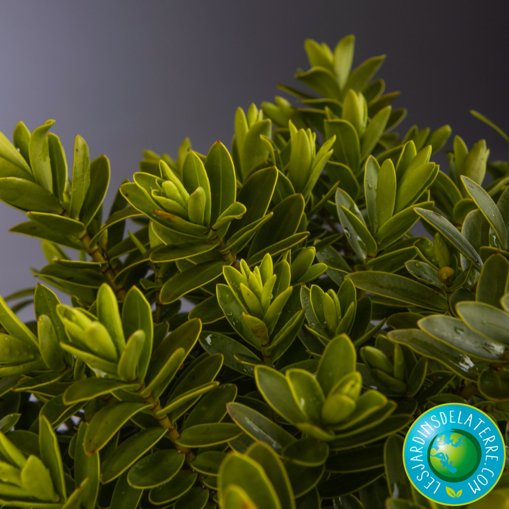 Véronique arbustive - Hebe colensoi...