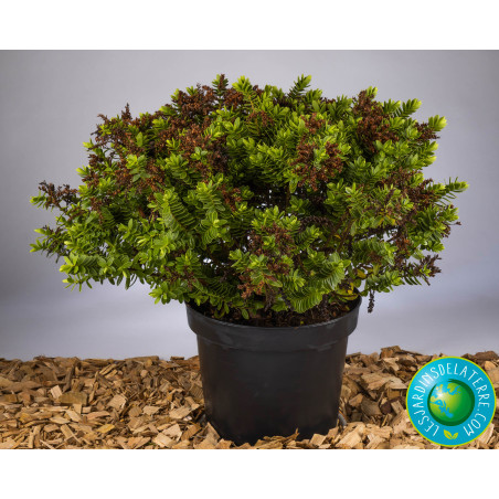 Véronique arbustive - Hebe colensoi 'Glauca’