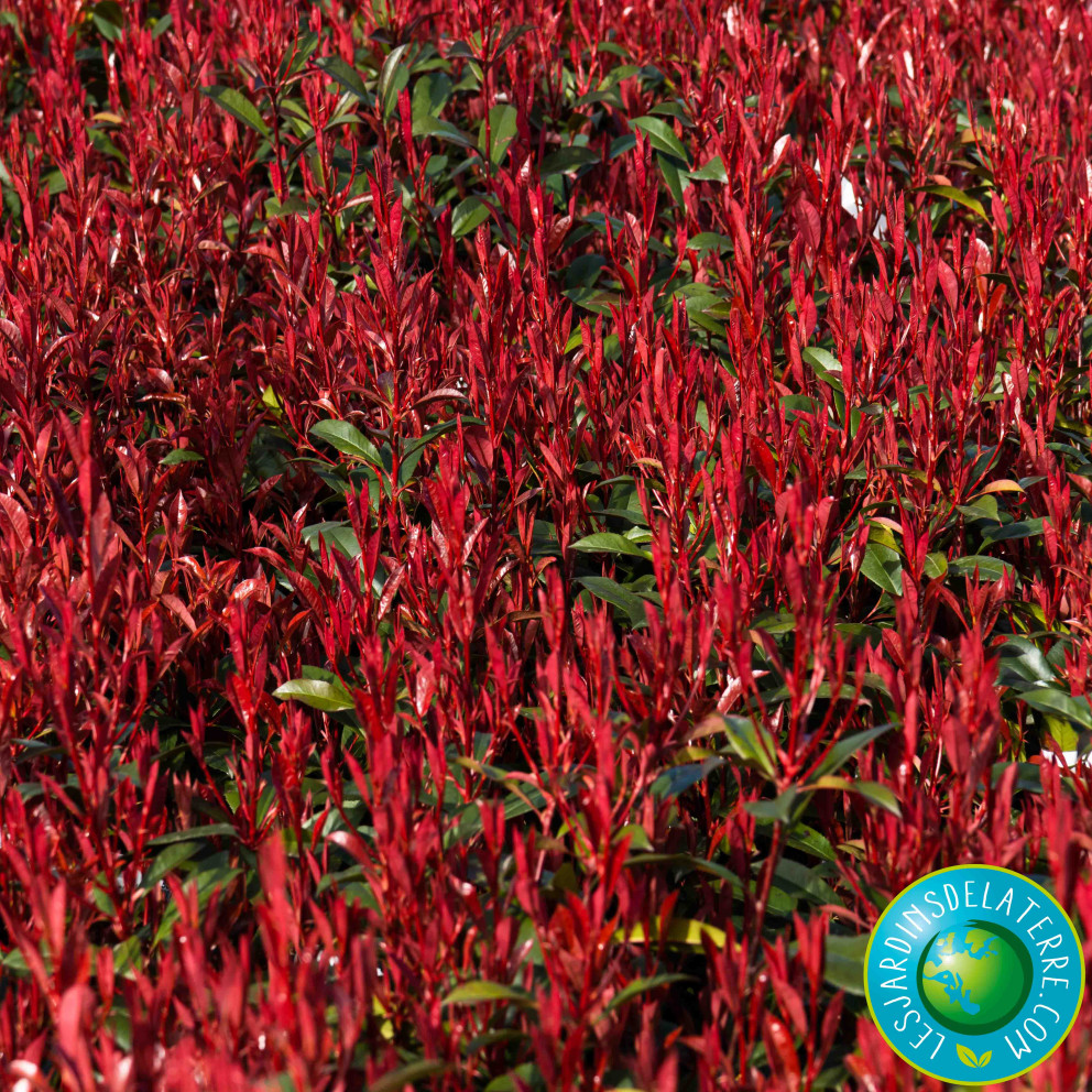 Photinia de Fraser - Photinia x fraseri 'Carré Rouge'