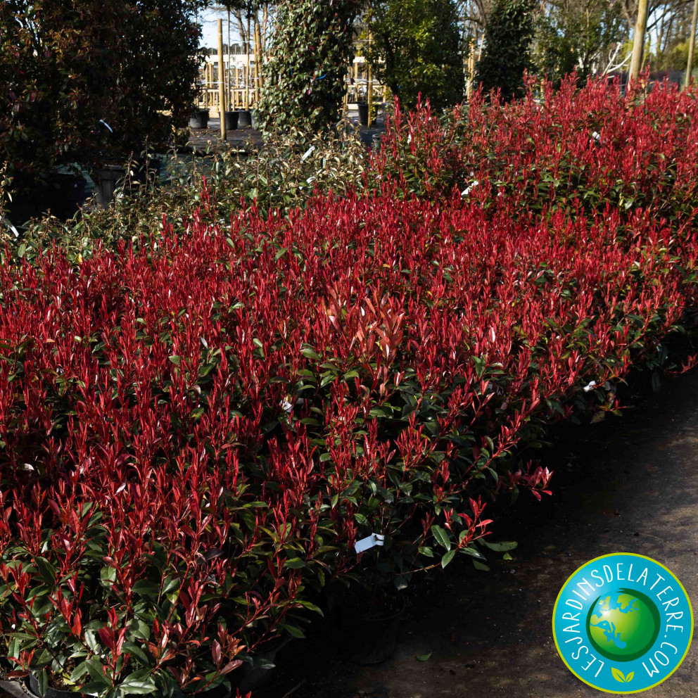 Photinia de Fraser - Photinia x... Photinia de Fraser - Photinia x...