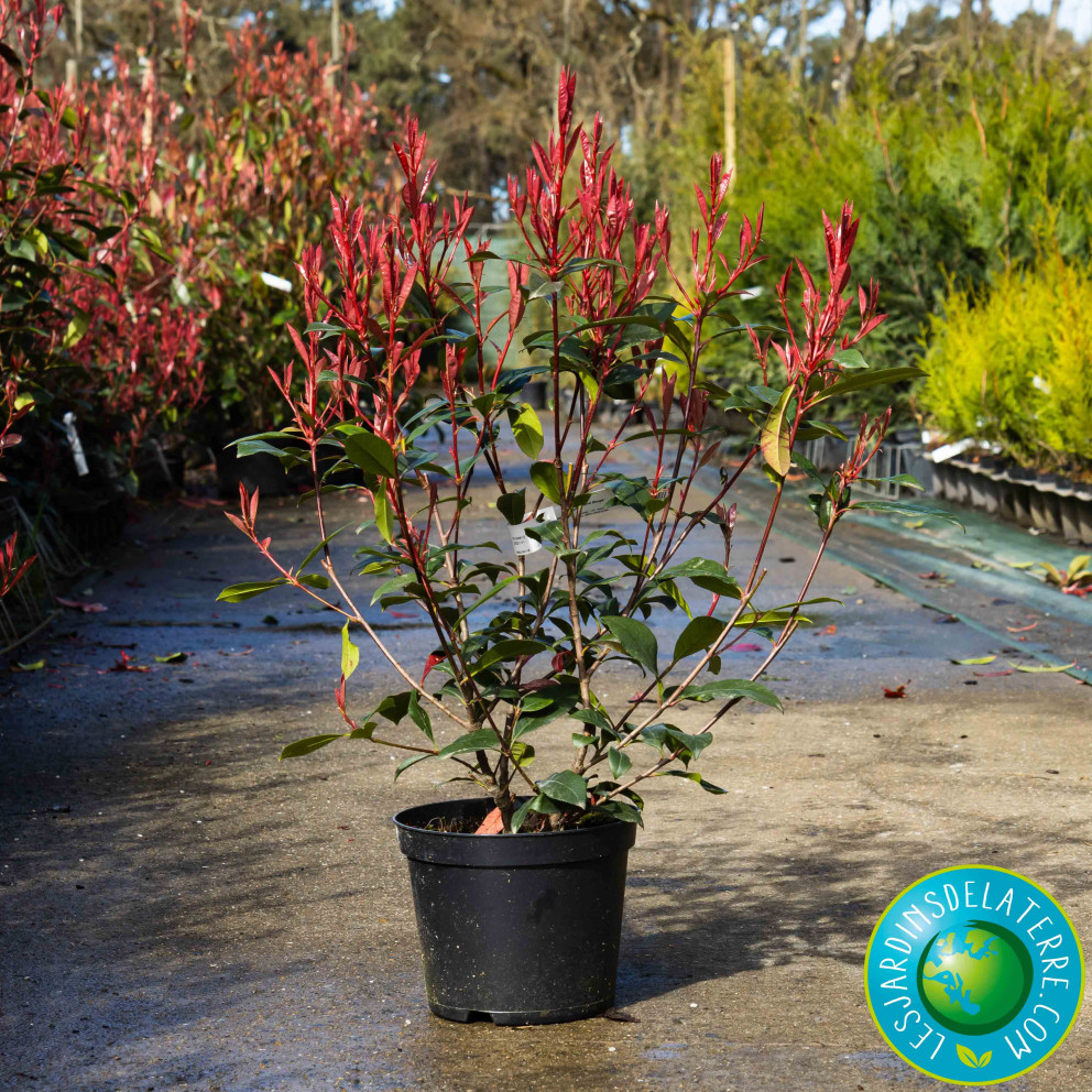 Photinia de Fraser - Photinia x... Photinia de Fraser - Photinia x...