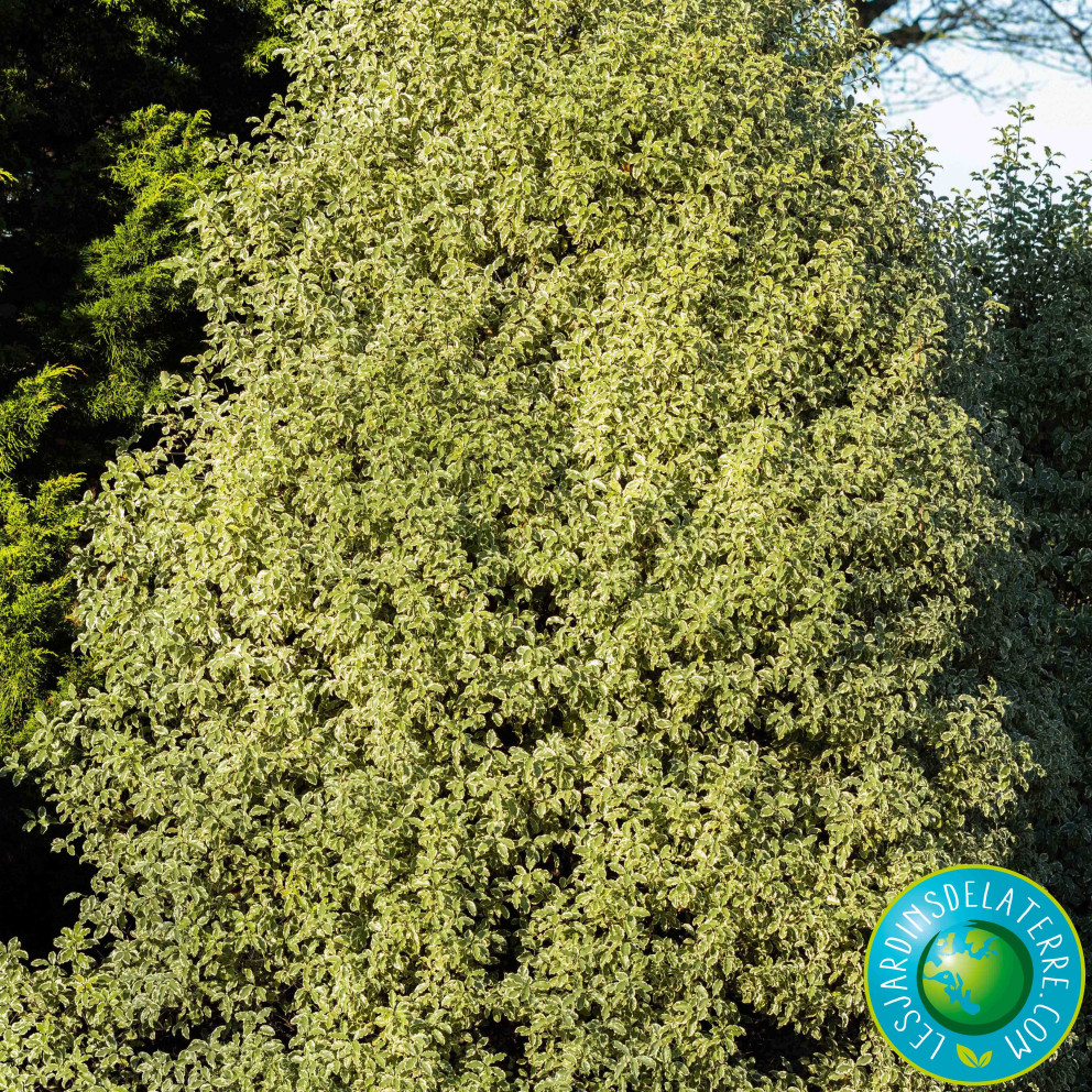 Pittospore de Nouvelle-Zélande - Pittosporum tenuifolium ‘Variegatum’