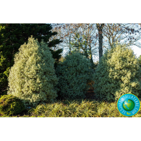 Pittospore de Nouvelle-Zélande - Pittosporum tenuifolium ‘Variegatum’