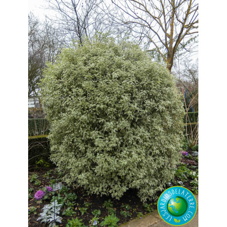 Pittospore de Nouvelle-Zélande - Pittosporum tenuifolium ‘Variegatum’