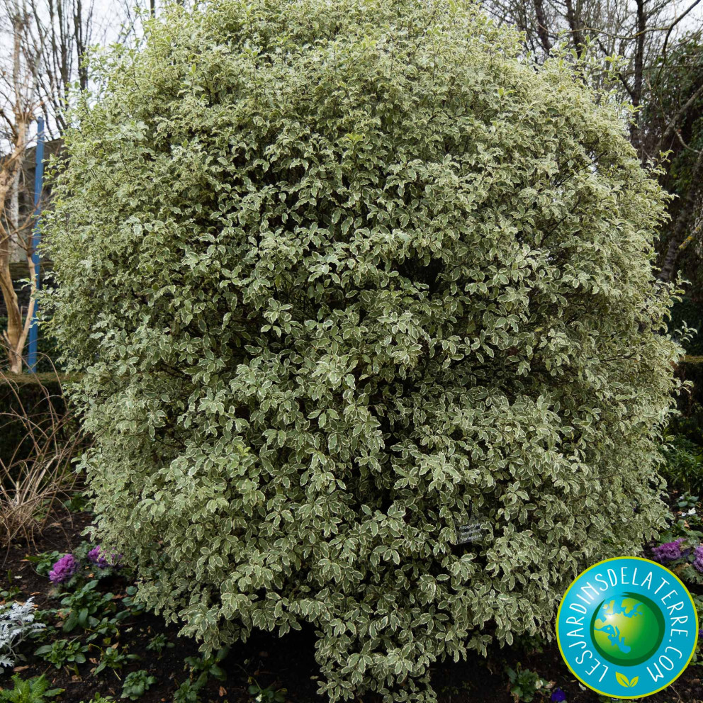 Pittospore de Nouvelle-Zélande -... Pittospore de Nouvelle-Zélande -...