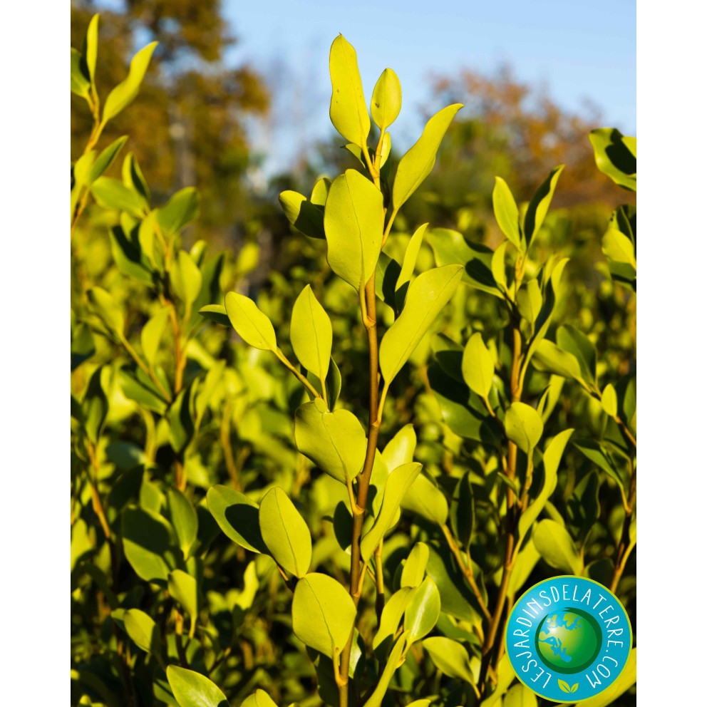Griseline du littoral - Griselinia... Griseline du littoral - Griselinia...