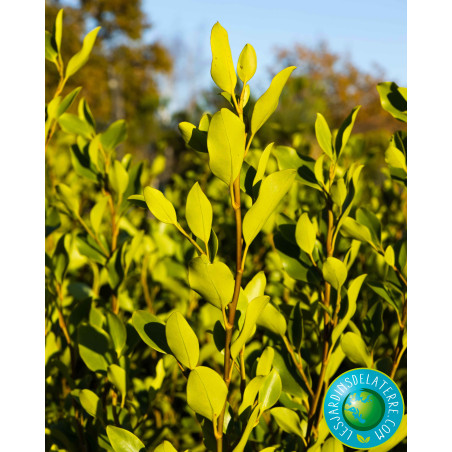 Griseline du littoral - Griselinia littoralis