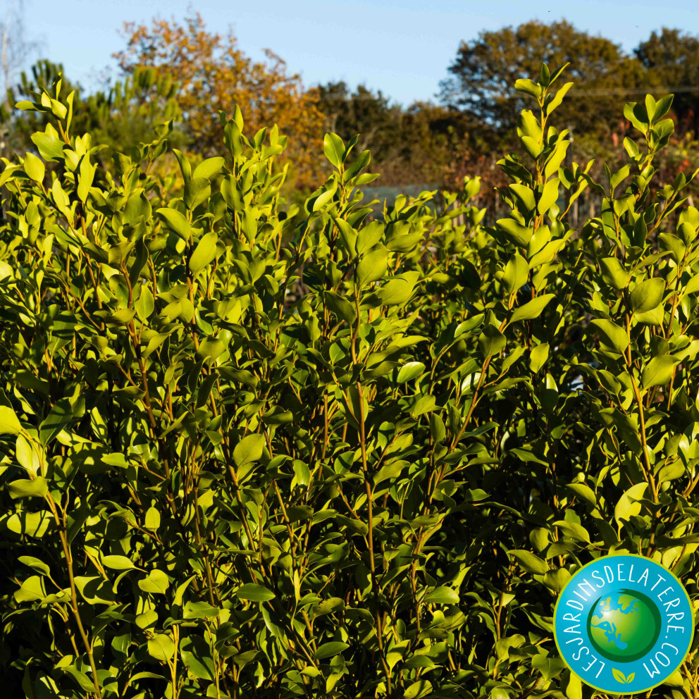 Griseline du littoral - Griselinia littoralis