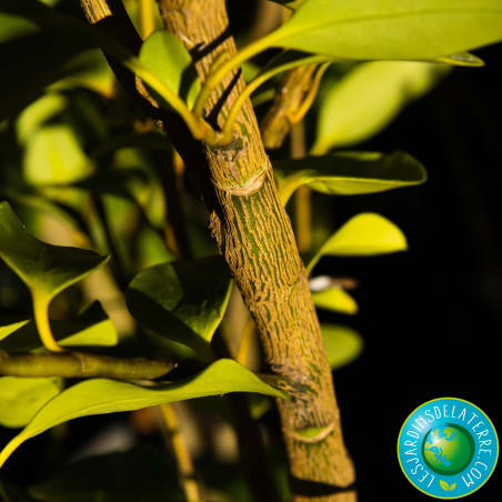 Griseline du littoral - Griselinia littoralis