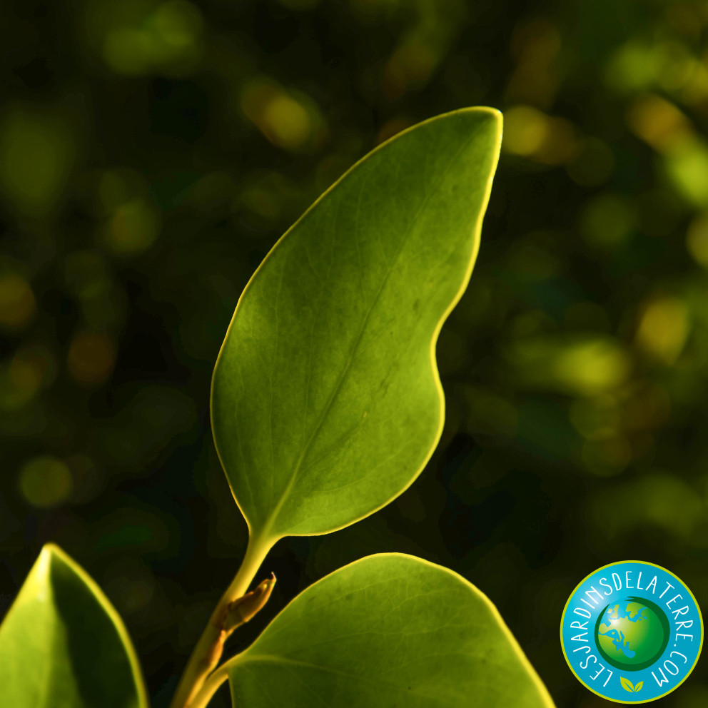 Griseline du littoral - Griselinia... Griseline du littoral - Griselinia...