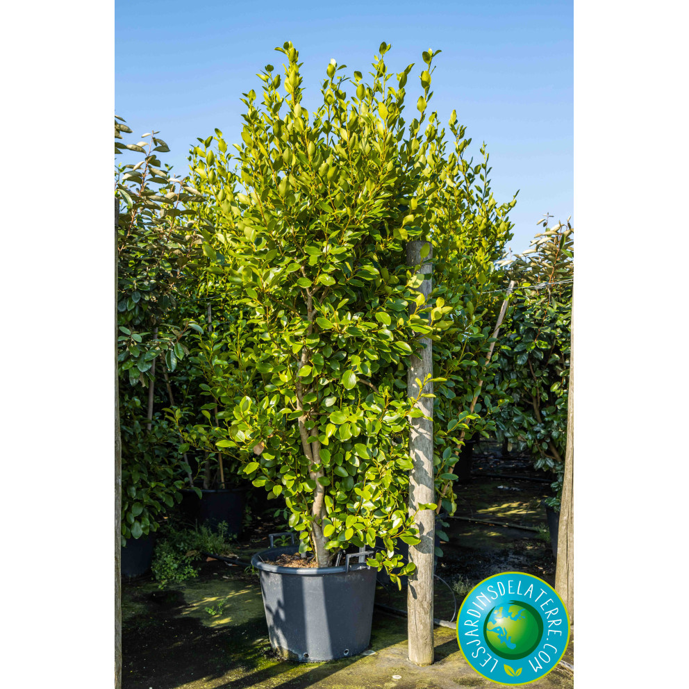 Griseline du littoral - Griselinia... Griseline du littoral - Griselinia...