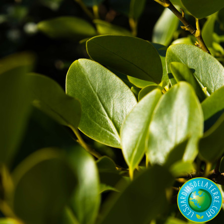 Griseline du littoral - Griselinia littoralis