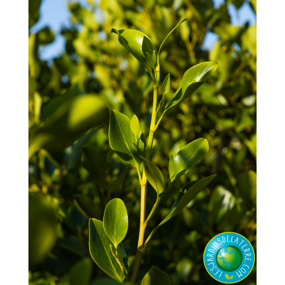 Griseline du littoral - Griselinia... Griseline du littoral - Griselinia...