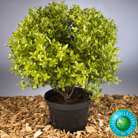 Pittospore de Nouvelle-Zélande - Pittosporum tenuifolium ‘Midget’