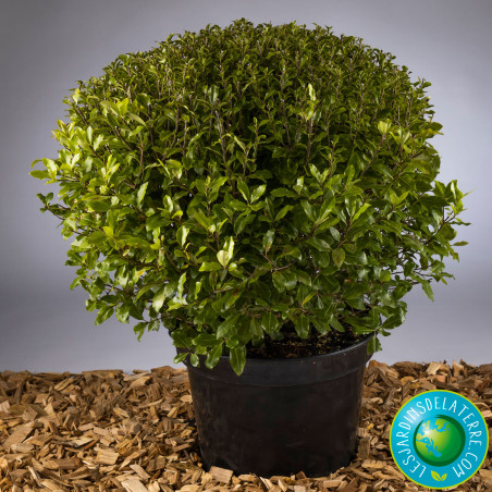 Pittospore de Nouvelle-Zélande - Pittosporum tenuifolium ‘Midget’