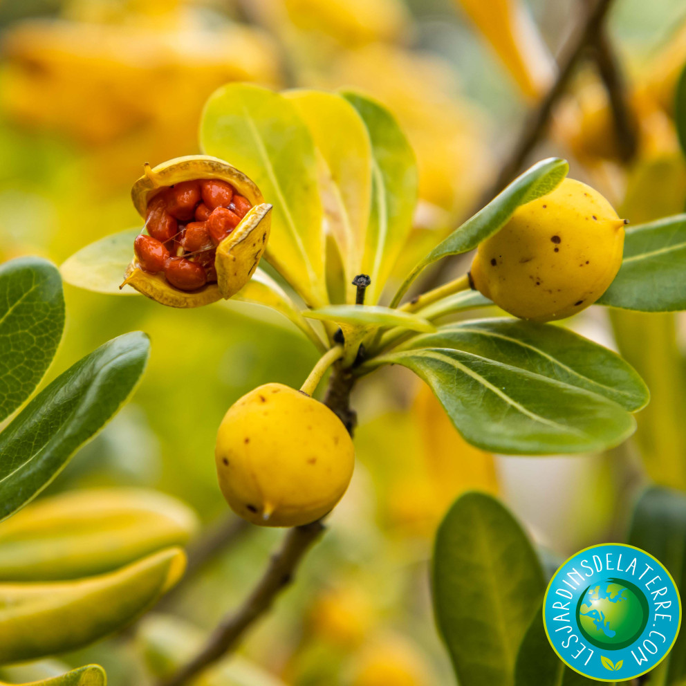 Pittospore de Chine - Pittosporum tobira Pittospore de Chine - Pittosporum tobira