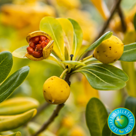 Pittospore de Chine - Pittosporum tobira