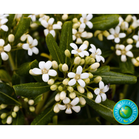 Pittospore de Chine - Pittosporum tobira