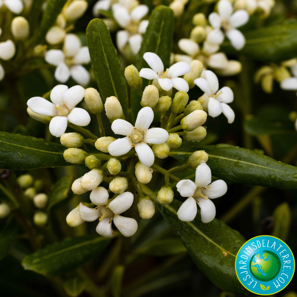 Pittospore de Chine - Pittosporum tobira