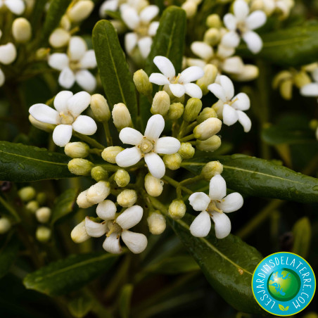 Pittospore de Chine - Pittosporum tobira