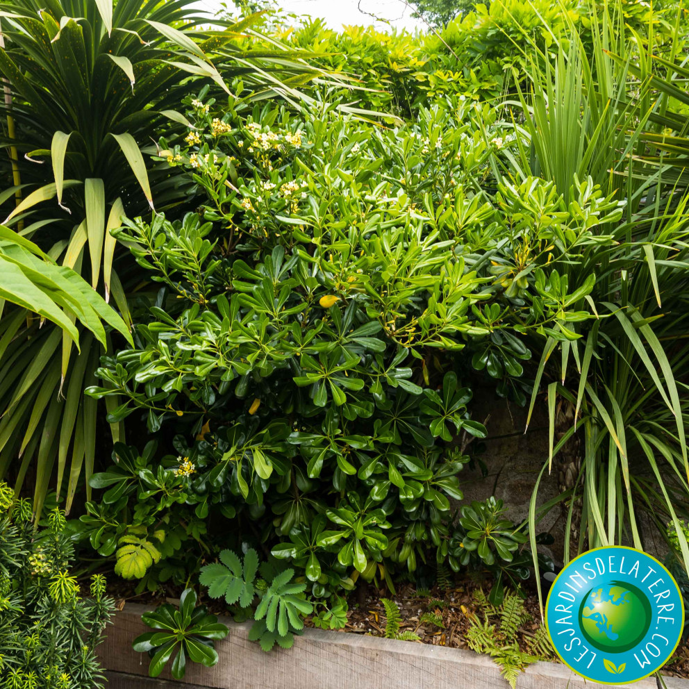 Pittospore de Chine - Pittosporum tobira Pittospore de Chine - Pittosporum tobira