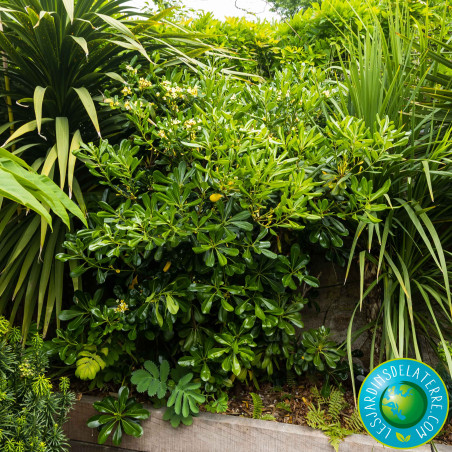 Pittospore de Chine - Pittosporum tobira