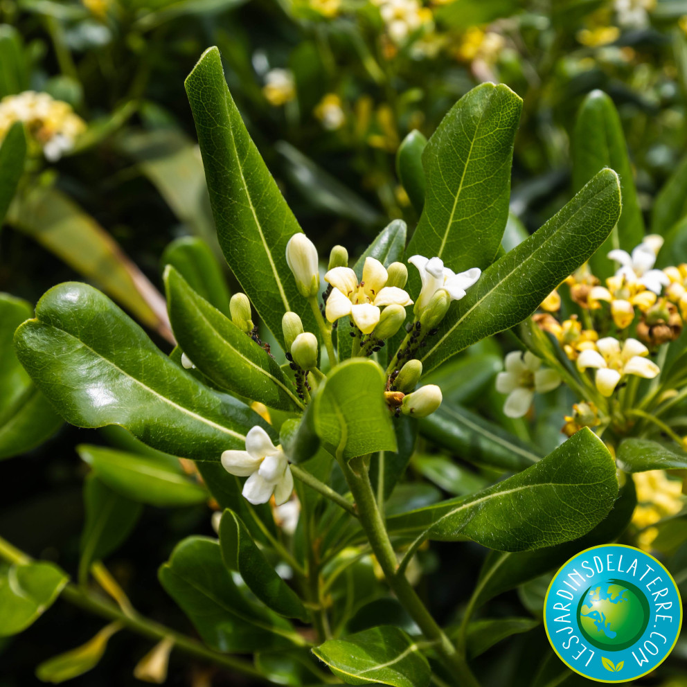 Pittospore de Chine - Pittosporum tobira Pittospore de Chine - Pittosporum tobira