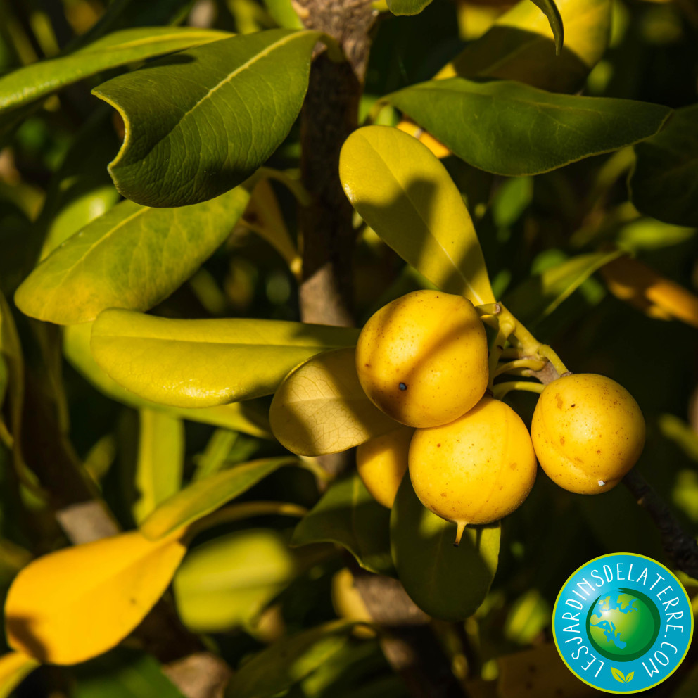 Pittospore de Chine - Pittosporum tobira Pittospore de Chine - Pittosporum tobira