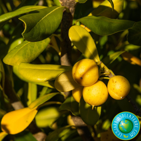 Pittospore de Chine - Pittosporum tobira