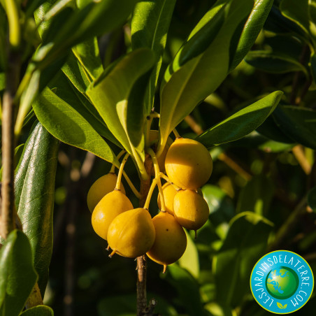Pittospore de Chine - Pittosporum tobira
