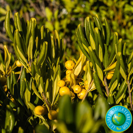 Pittospore de Chine - Pittosporum tobira