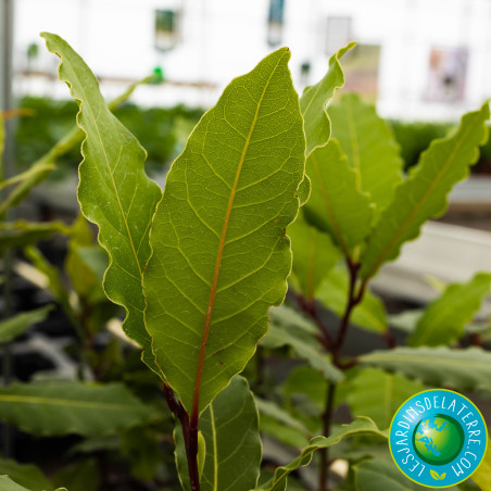 laurier sauce - Laurus nobilis