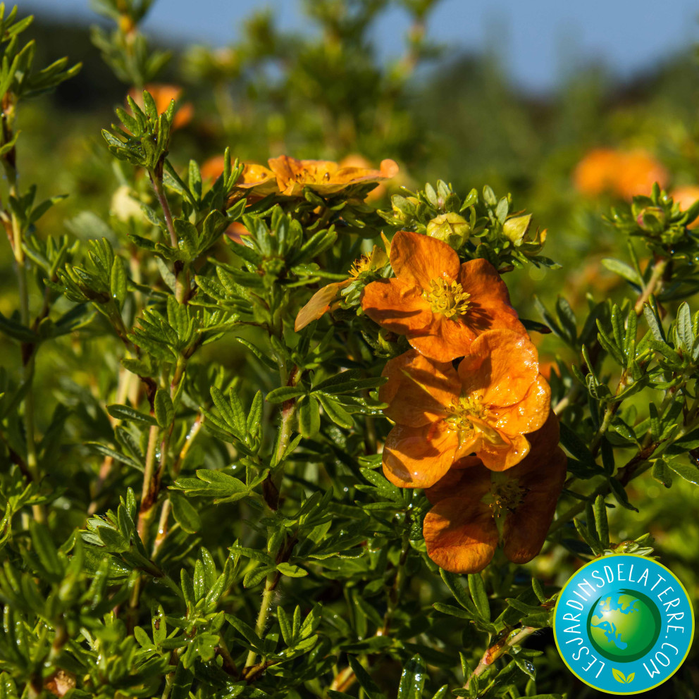 Potentille arbustive - Potentilla fruticosa 'Red ace'