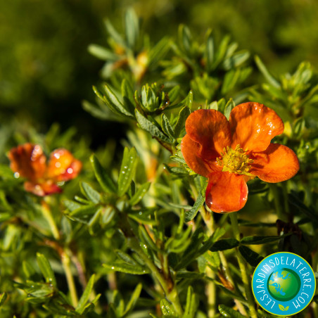Potentille arbustive - Potentilla fruticosa 'Red ace'