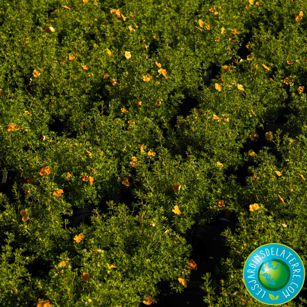 Potentille arbustive - Potentilla...
