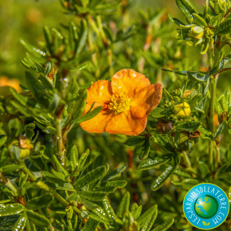 Potentille arbustive - Potentilla fruticosa 'Red ace'