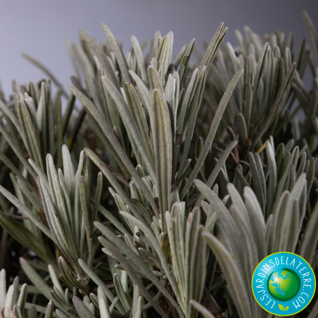 Lavandin Hybride - Lavandula x intermedia 'Grosso'