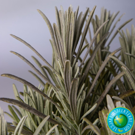 Lavandin Hybride - Lavandula x intermedia 'Grosso'