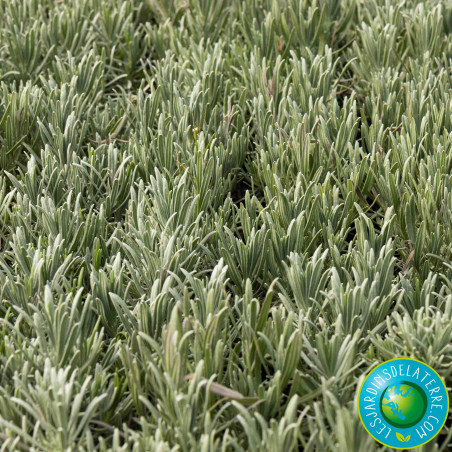 Lavandin Hybride - Lavandula x intermedia 'Grosso'