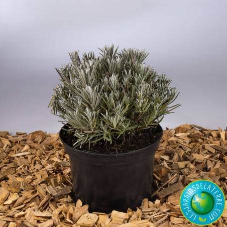 Lavandin Hybride - Lavandula x intermedia 'Grosso'