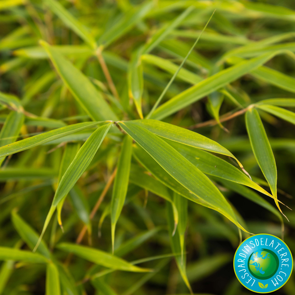 Bambou de Campbell - Fargesia robusta 'Campbell'