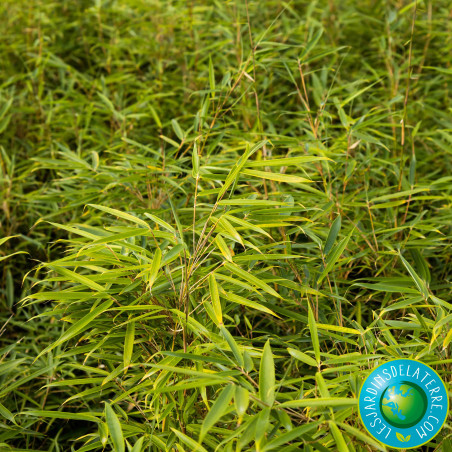 Bambou de Campbell - Fargesia robusta 'Campbell'